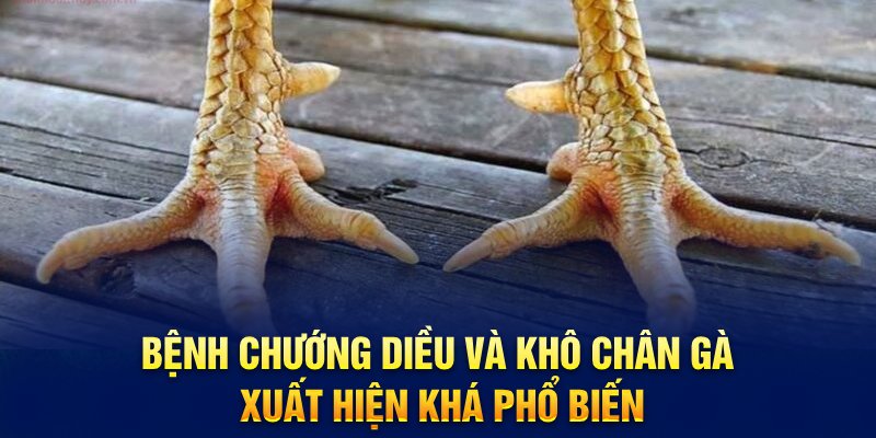 Cần theo dõi và có cách điều trị gà chướng diều, khô chân nhanh chóng