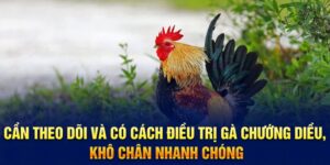 Bệnh Chướng Diều Khô Chân Ở Gà: Biểu Hiện Và Cách Điều Trị