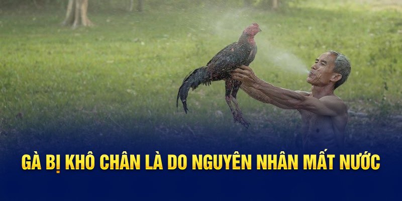 Gà bị khô chân là do nguyên nhân mất nước