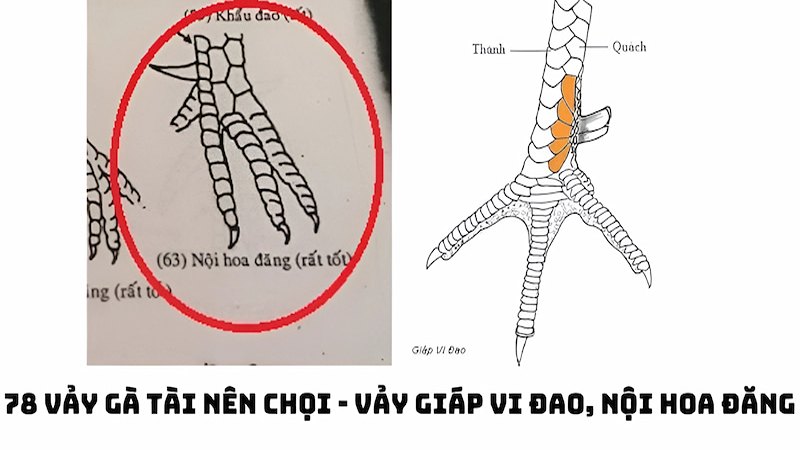 Tìm hiểu thông tin về vảy gà tốt nên chơi