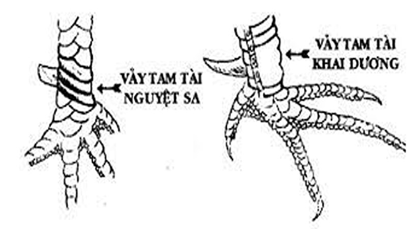 Những lưu ý khi tìm vảy gà tốt nên chơi